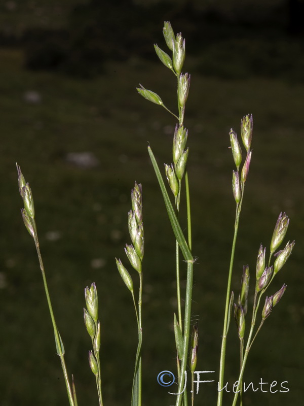 Danthonia decumbens.03