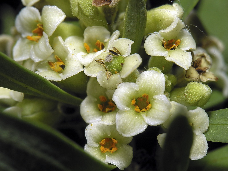 Daphne gnidium.09