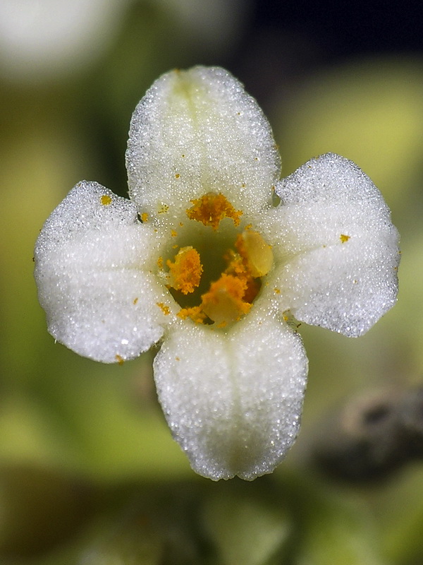 Daphne gnidium.10