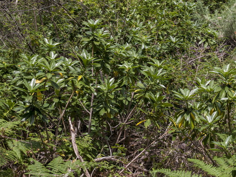 Daphne laureola.01