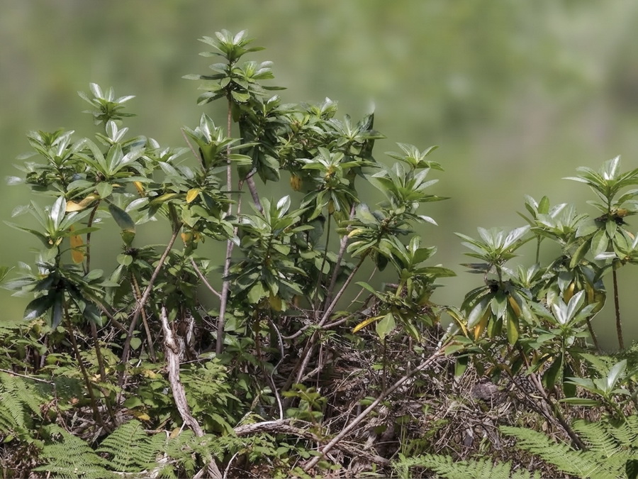 Daphne laureola.01b