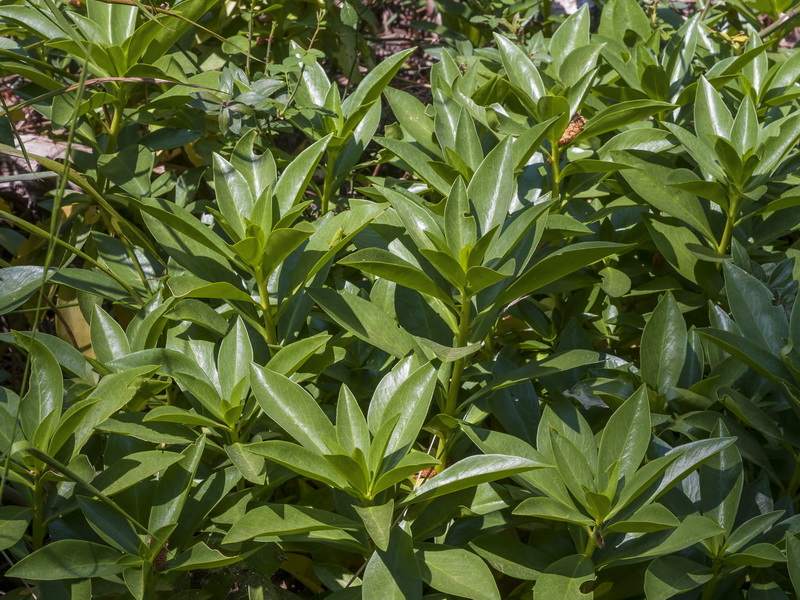 Daphne laureola.02