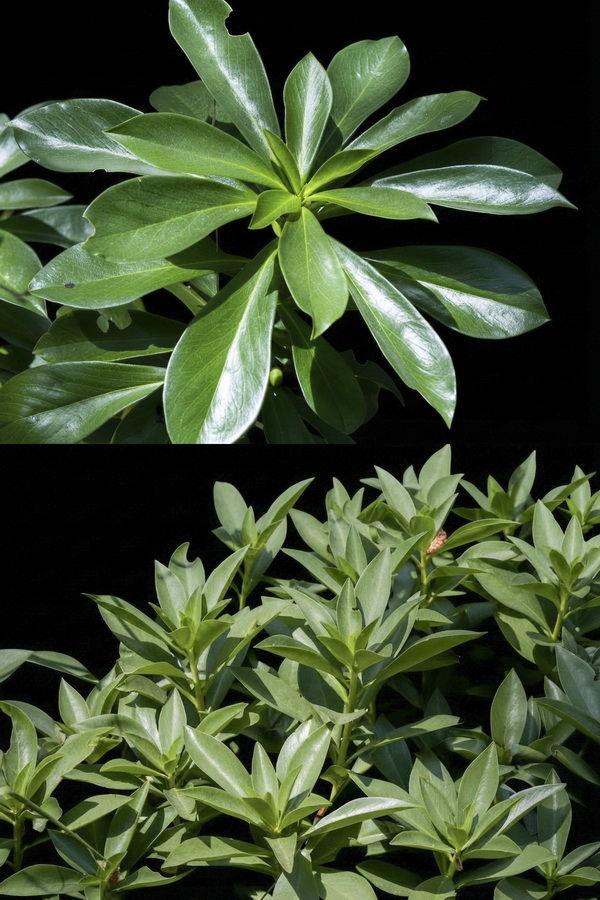 Daphne laureola.02b