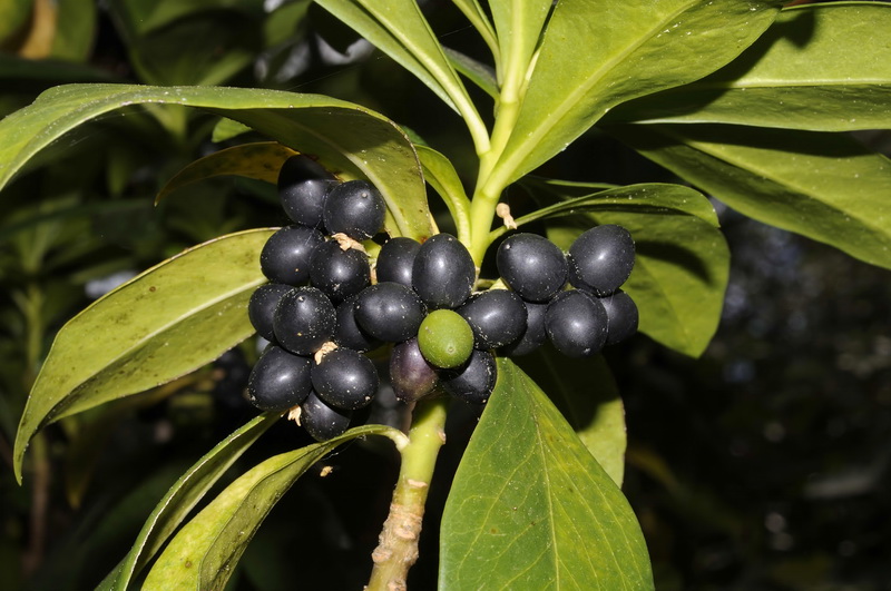 Daphne laureola.05