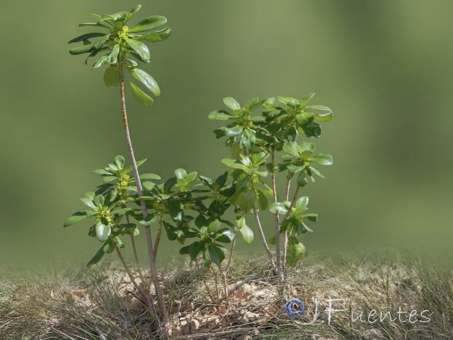 Daphne laureola.06b
