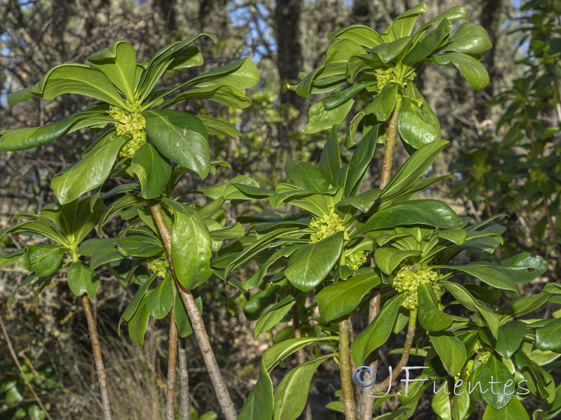 Daphne laureola.07