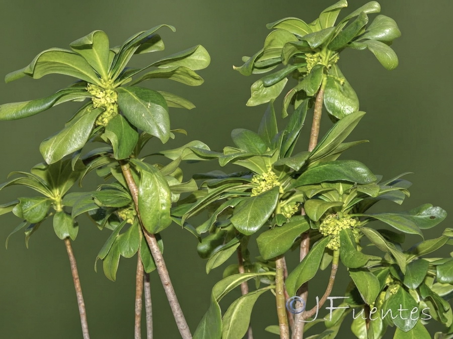 Daphne laureola.07b