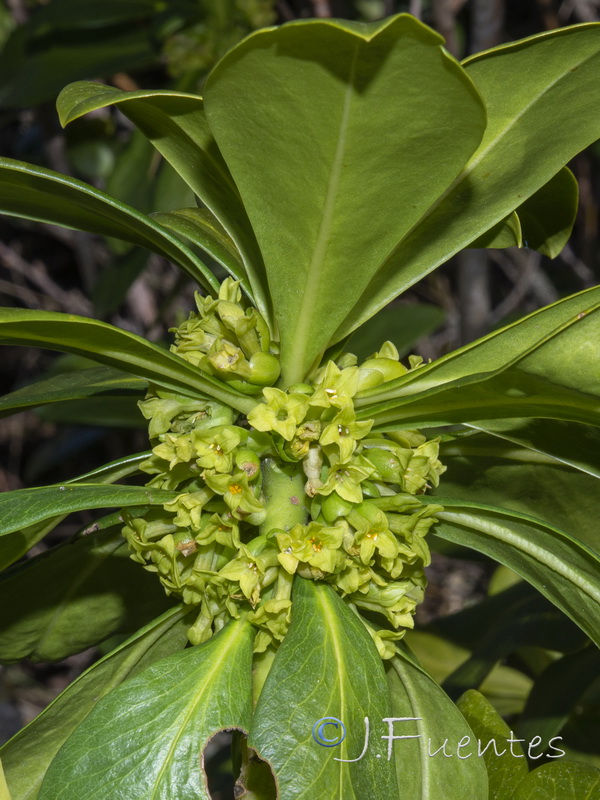 Daphne laureola.08