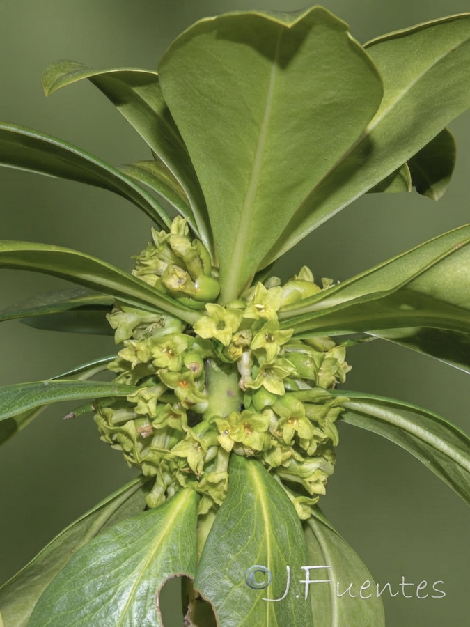 Daphne laureola.08b
