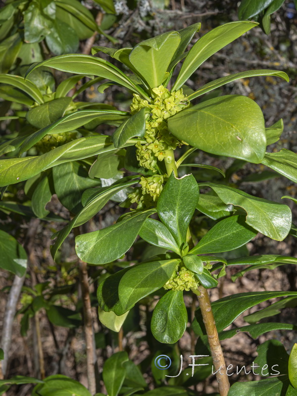 Daphne laureola.09