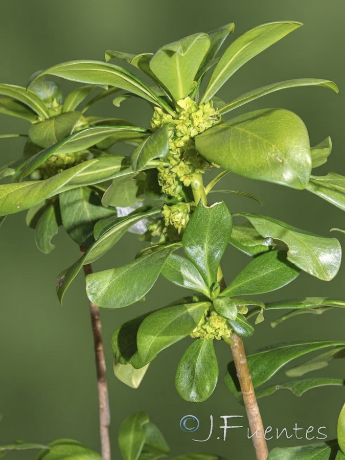 Daphne laureola.09b