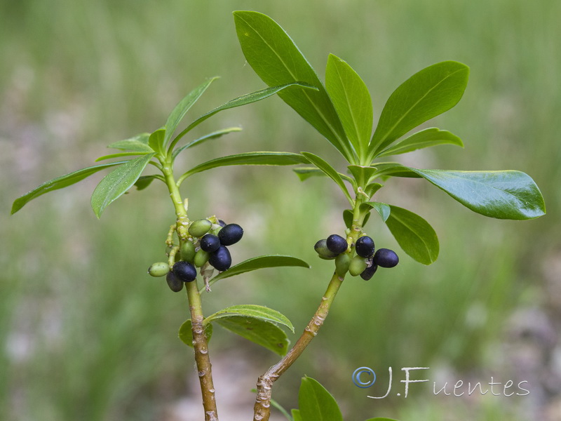 Daphne laureola.10