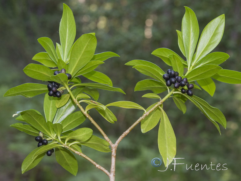 Daphne laureola.11