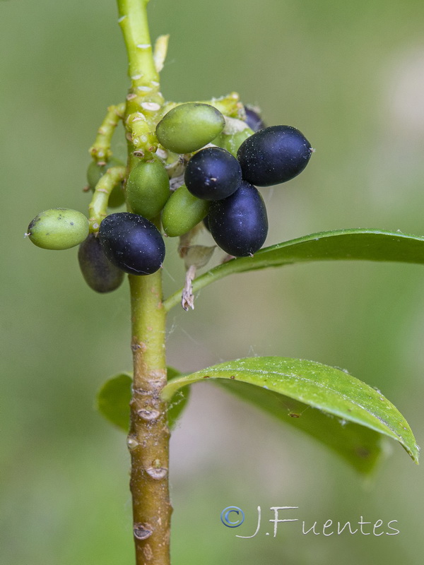 Daphne laureola.12