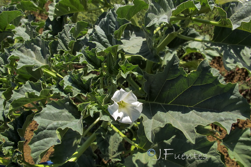Datura ferox.01
