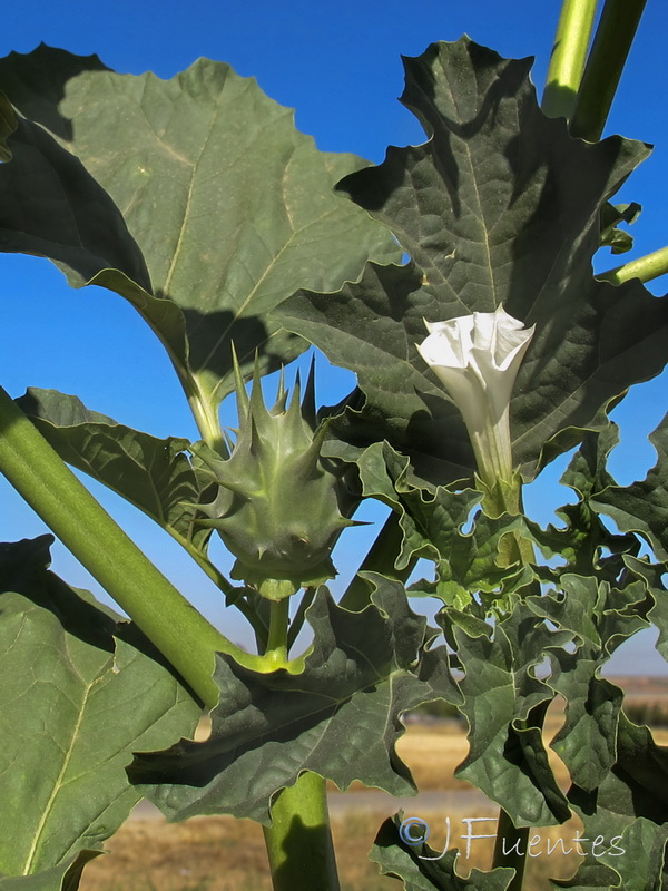 Datura ferox.02
