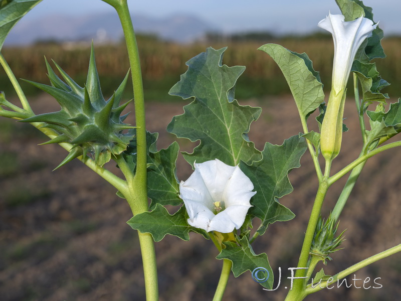 Datura ferox.03
