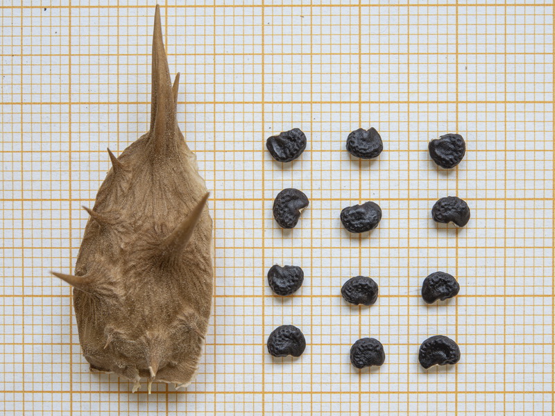 Datura ferox