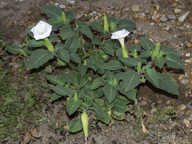 Datura innoxia.01