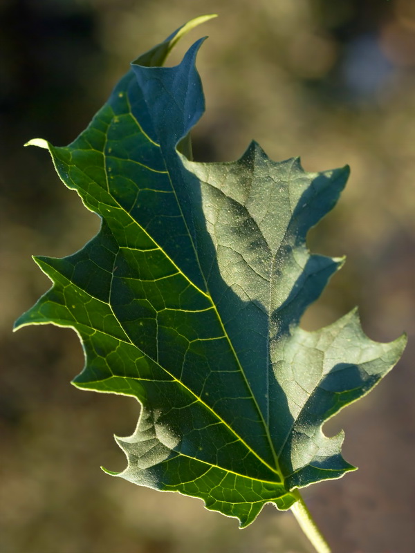 Datura stramonium.02