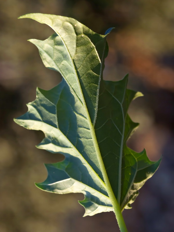 Datura stramonium.03