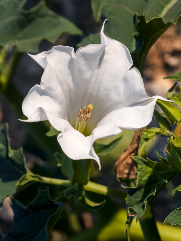 Datura stramonium.08