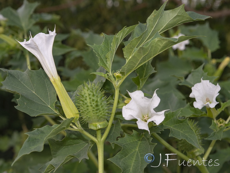 Datura stramonium.05