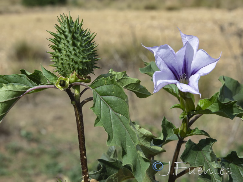 Datura stramonium.18