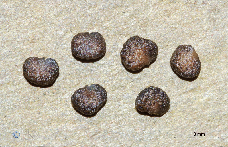 Datura stramonium.21