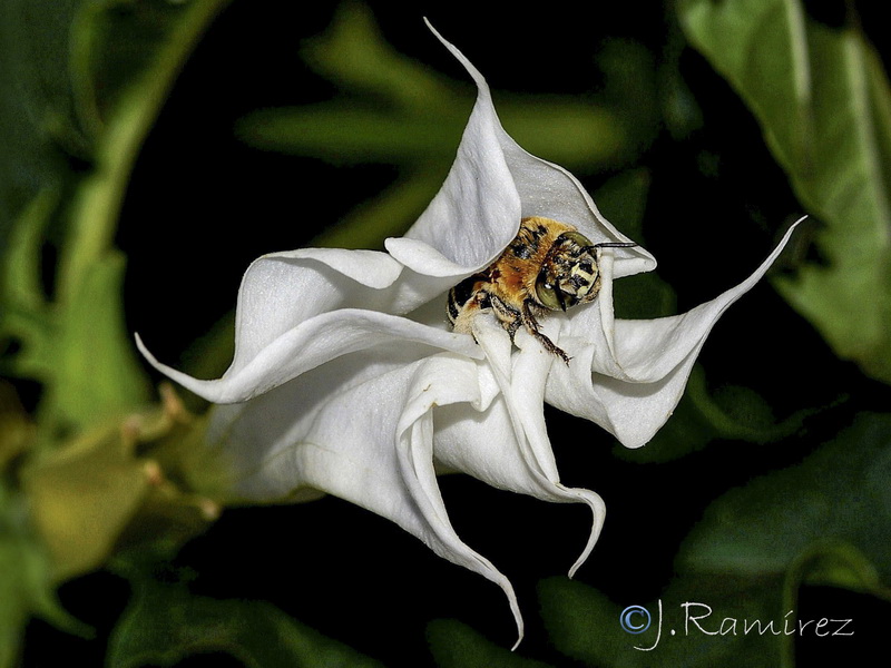 Datura stramonium.23