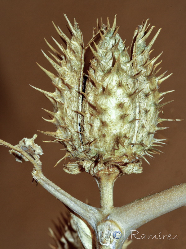 Datura stramonium.24