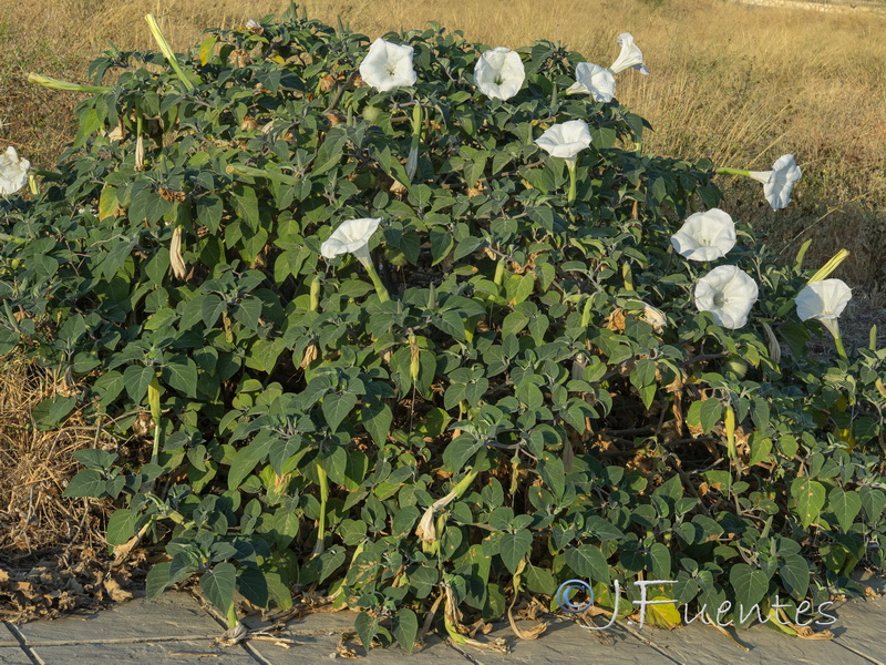 Datura wrightii.01