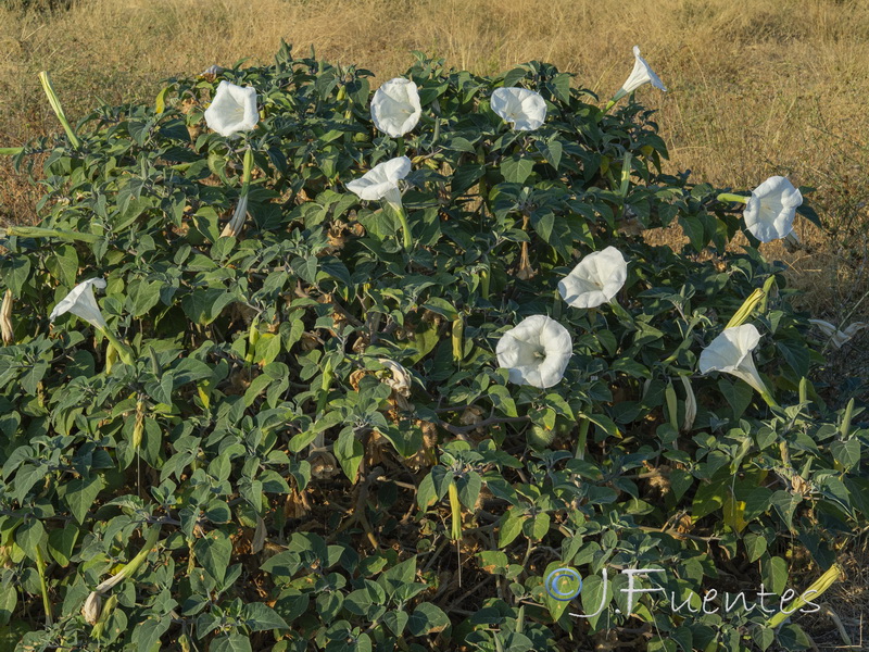 Datura wrightii.02