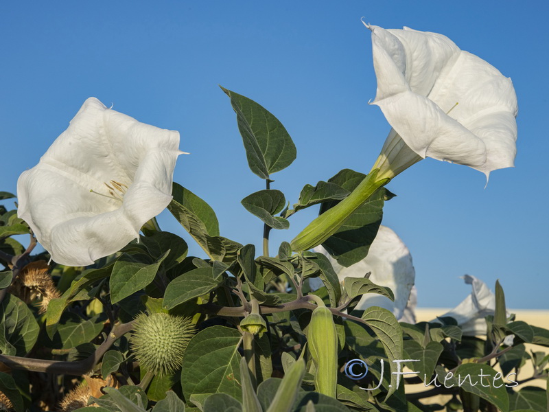 Datura wrightii.04