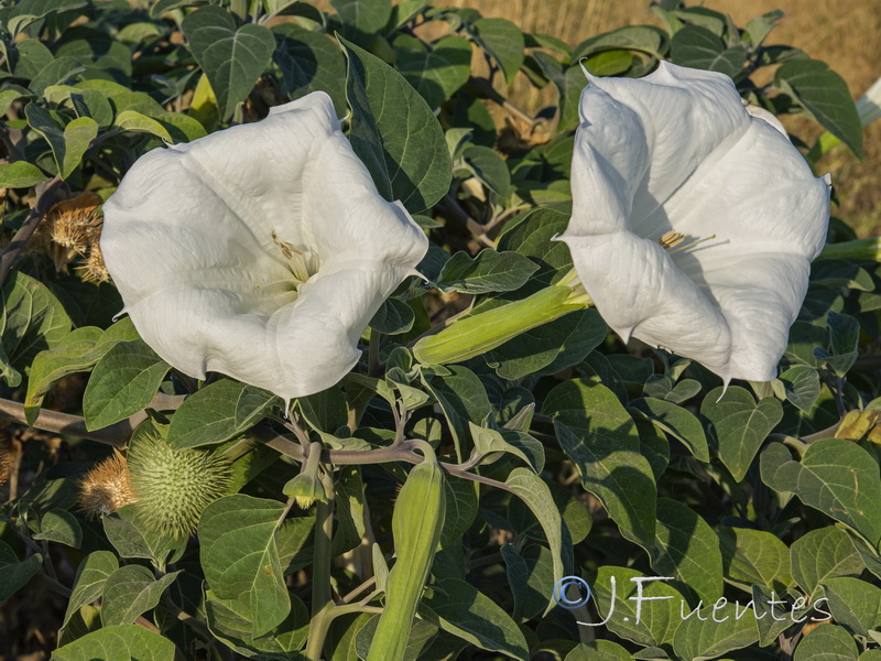 Datura wrightii.05