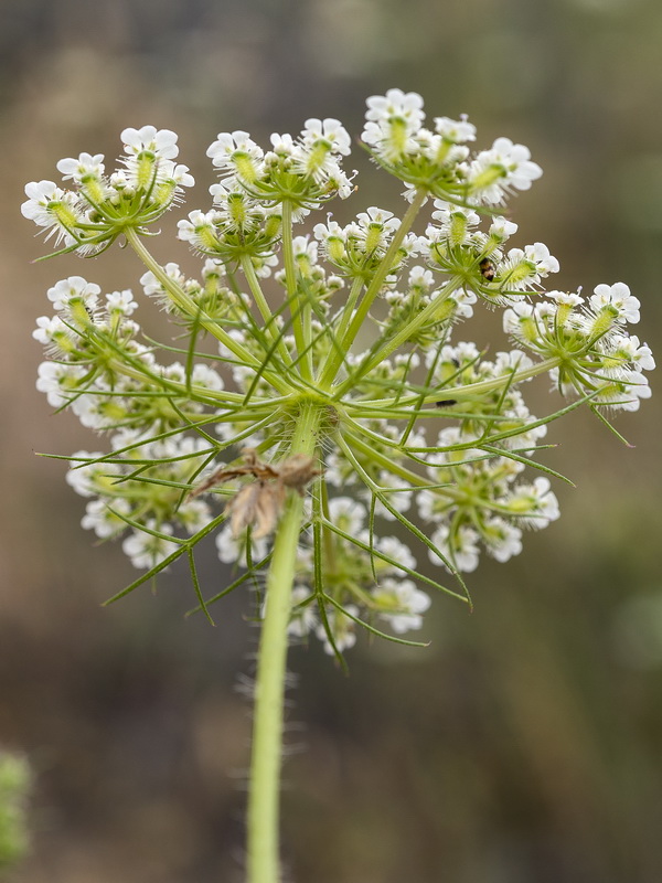 Daucus aureus.16