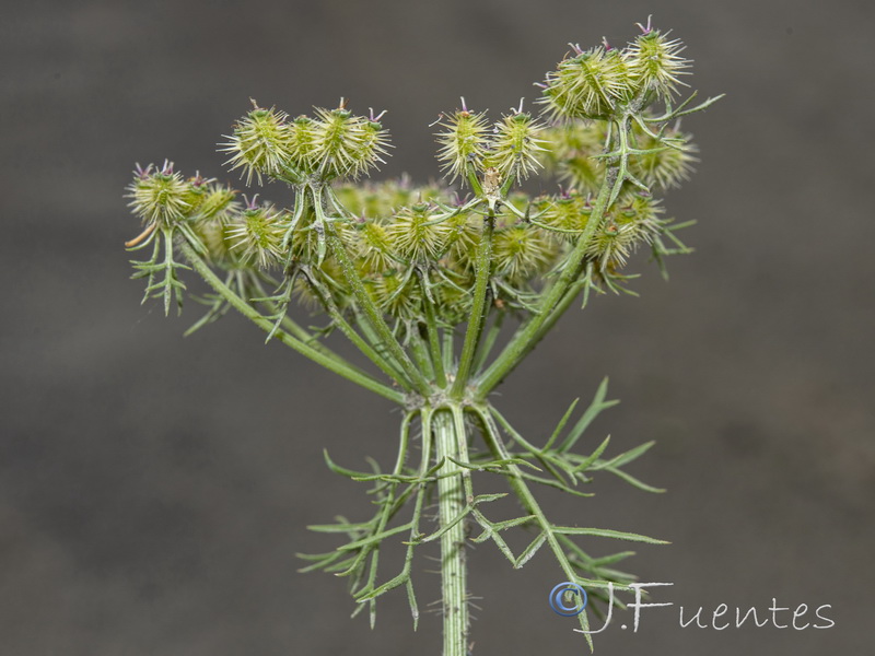 Daucus aureus.22