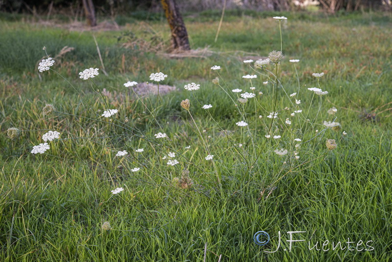 Daucus carota carota.01