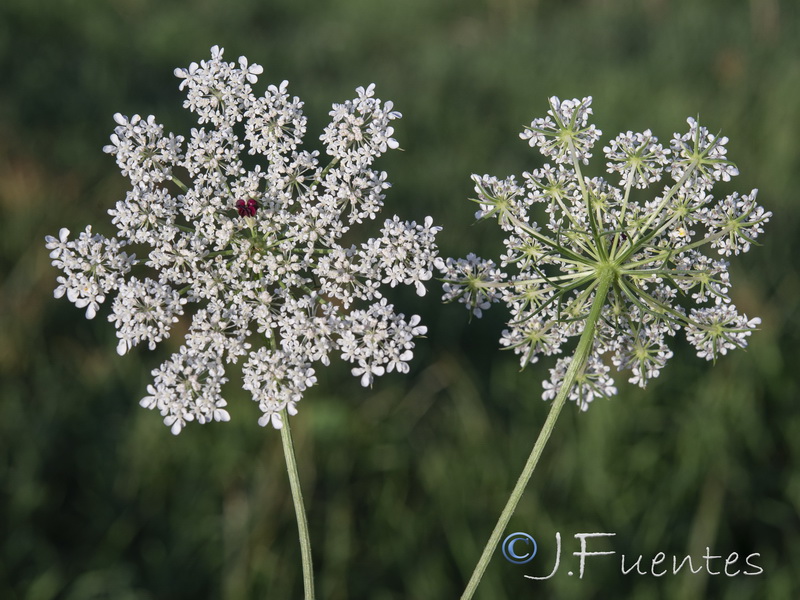Daucus carota carota.16