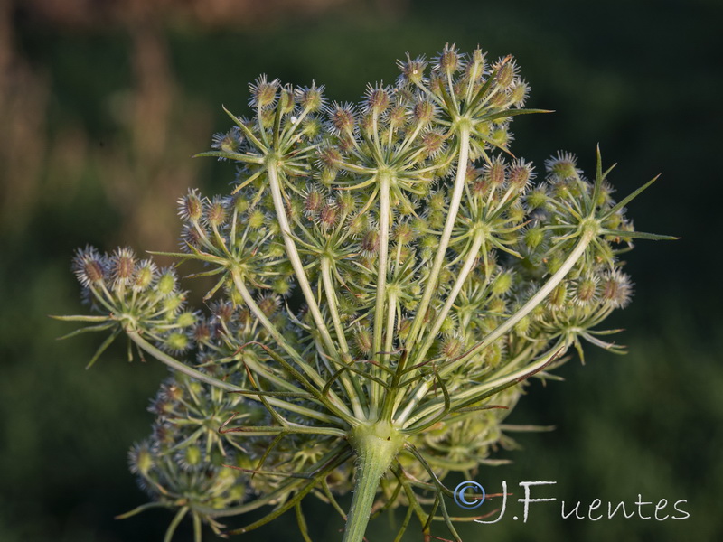 Daucus carota carota.18