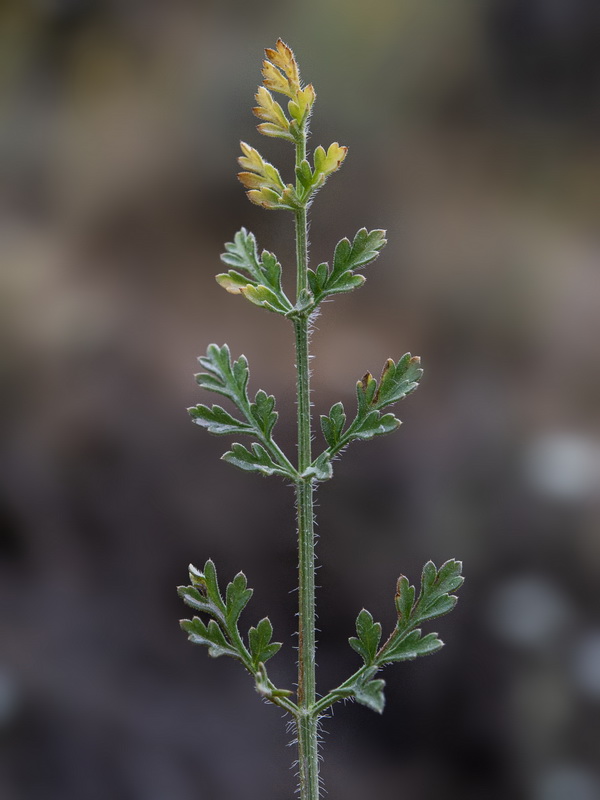 Daucus carota carota.23