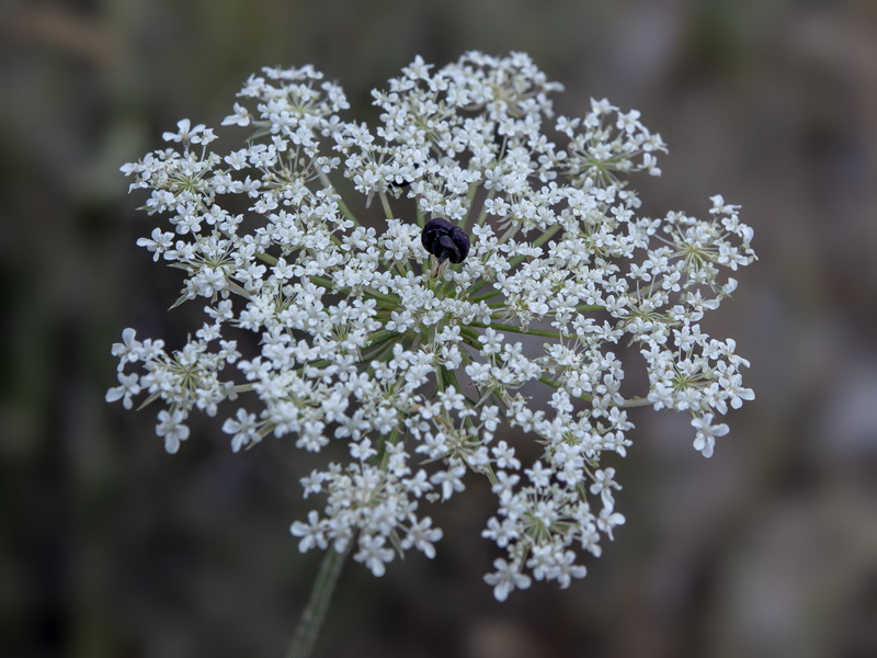 Daucus carota carota.25