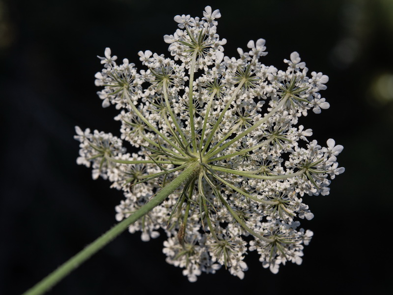 Daucus carota carota.26