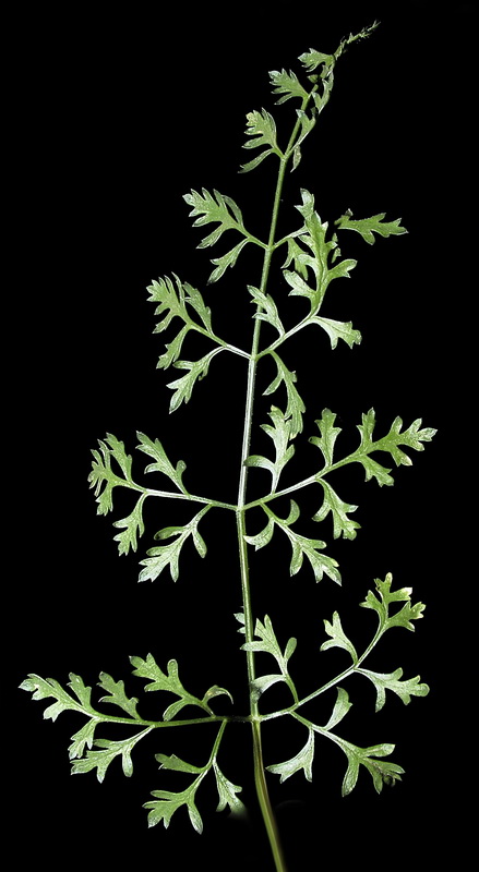 Daucus carota hispanicus.01