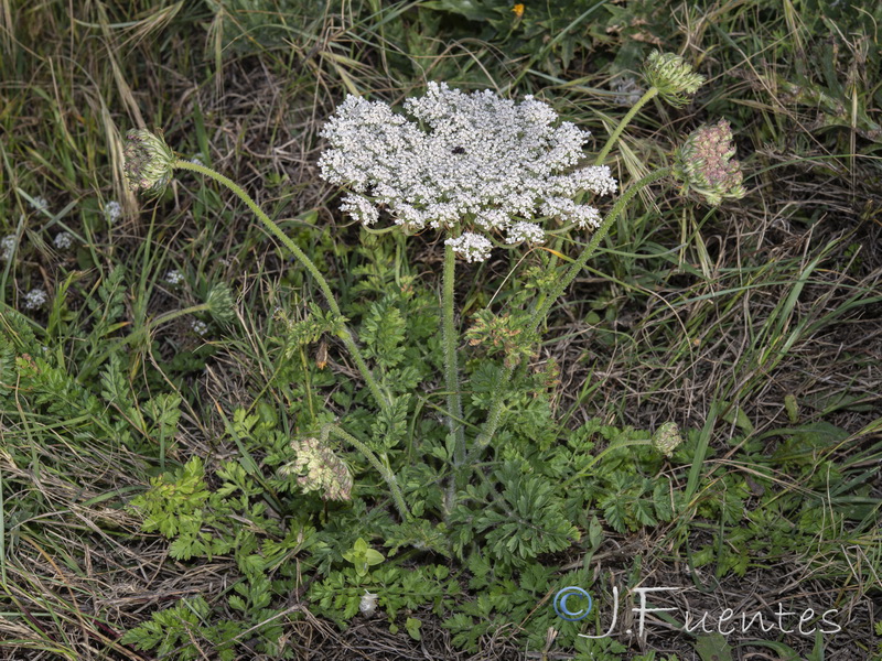 Daucus carota hispanicus.09