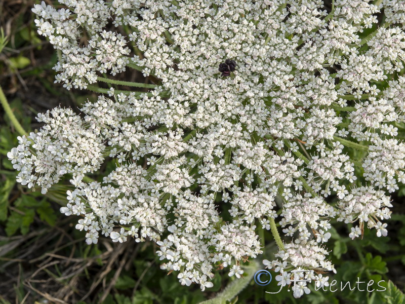 Daucus carota hispanicus.10