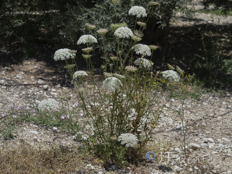 Daucus carota maximus.01