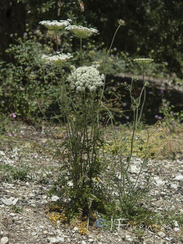 Daucus carota maximus.02