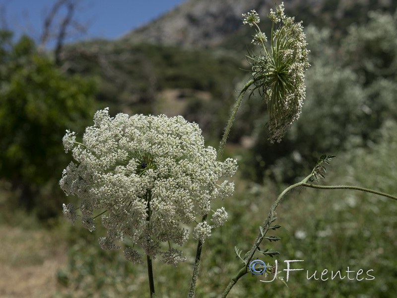 Daucus carota maximus.03