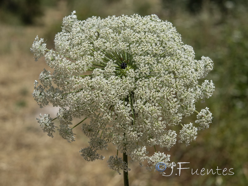Daucus carota maximus.04